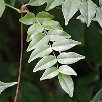 rʁu v