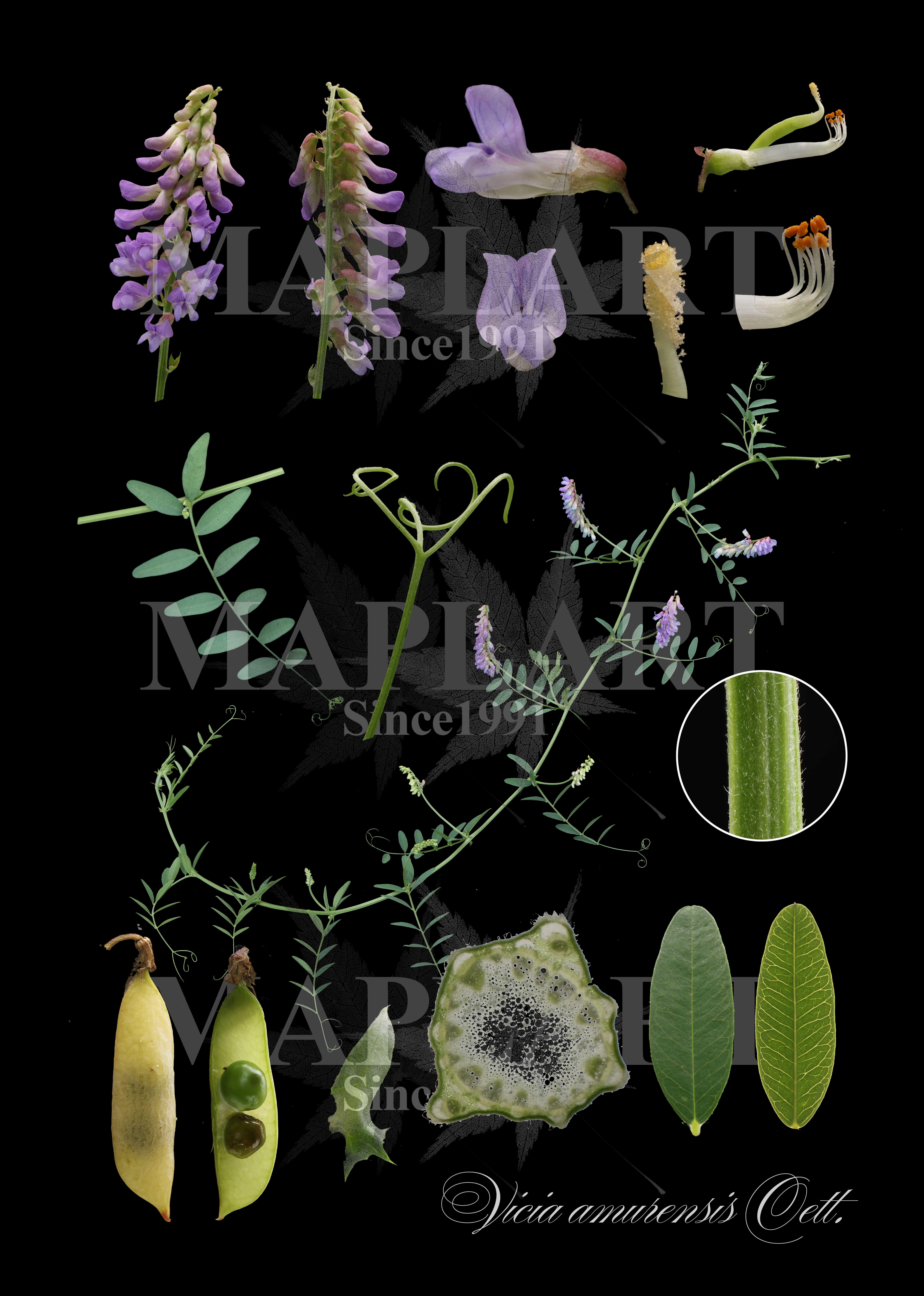 botanical photo