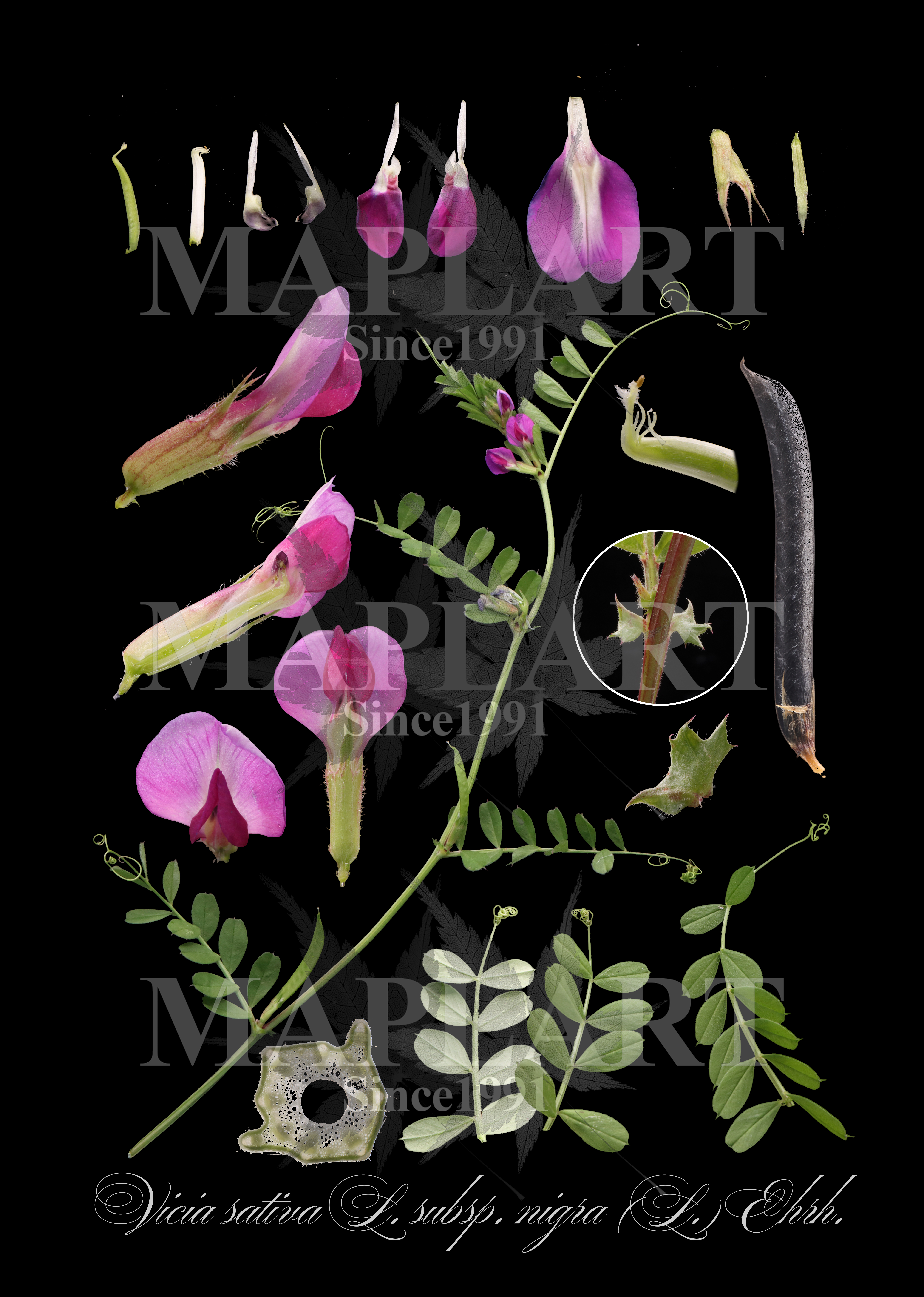 botanical photo