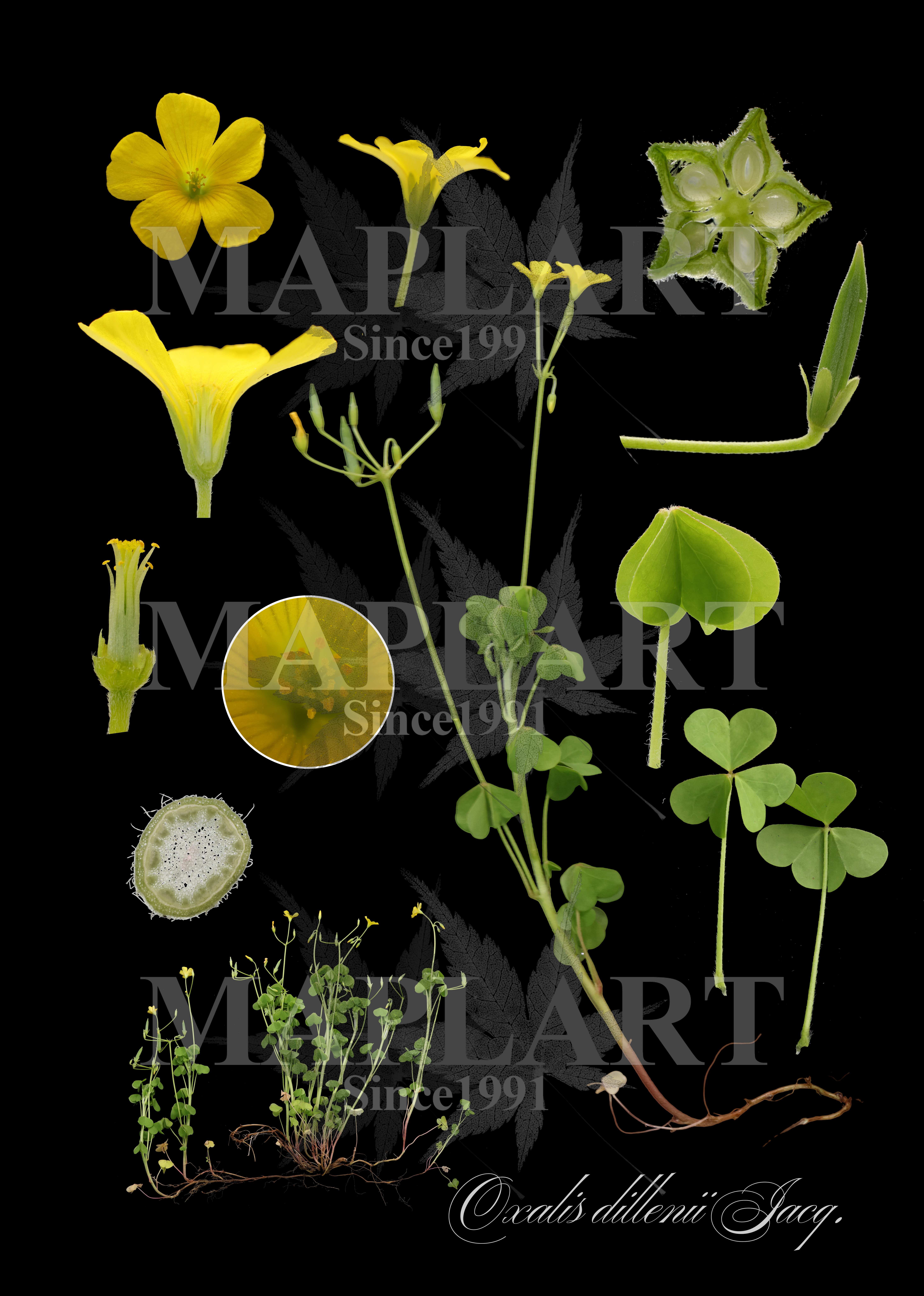 botanical photo