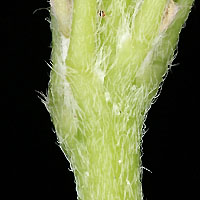 rʁu v