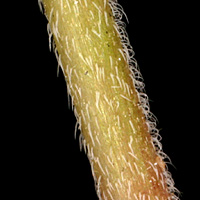 rʁu v