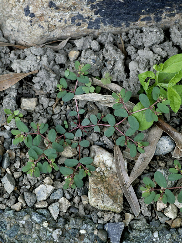 Zoom Up of jVL\E