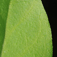 rʁu v