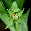 CuLX~ ڍ׉ʂ