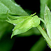 CuLX~ ڍ׉ʂ