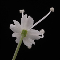 rʁu v