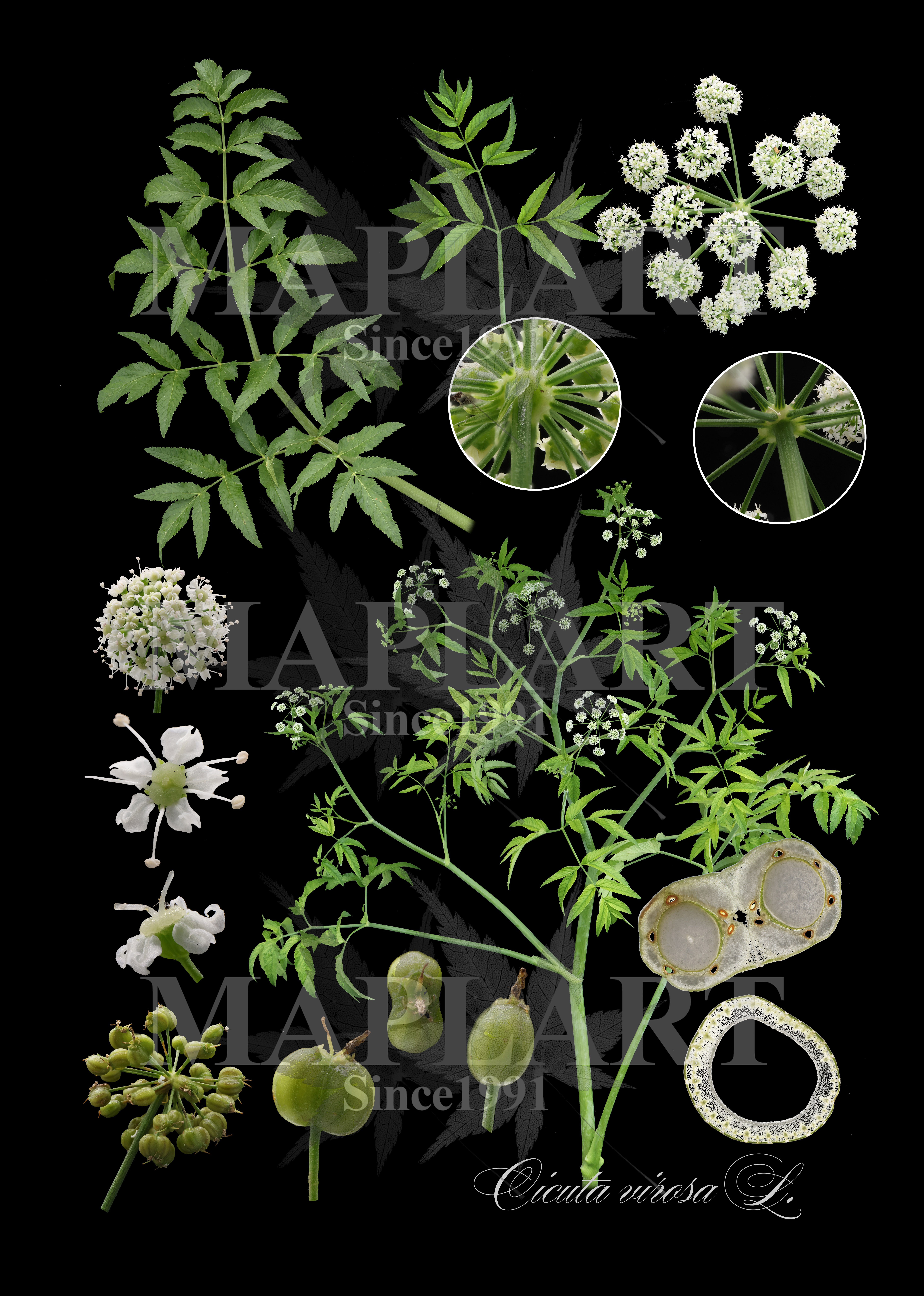 botanical photo
