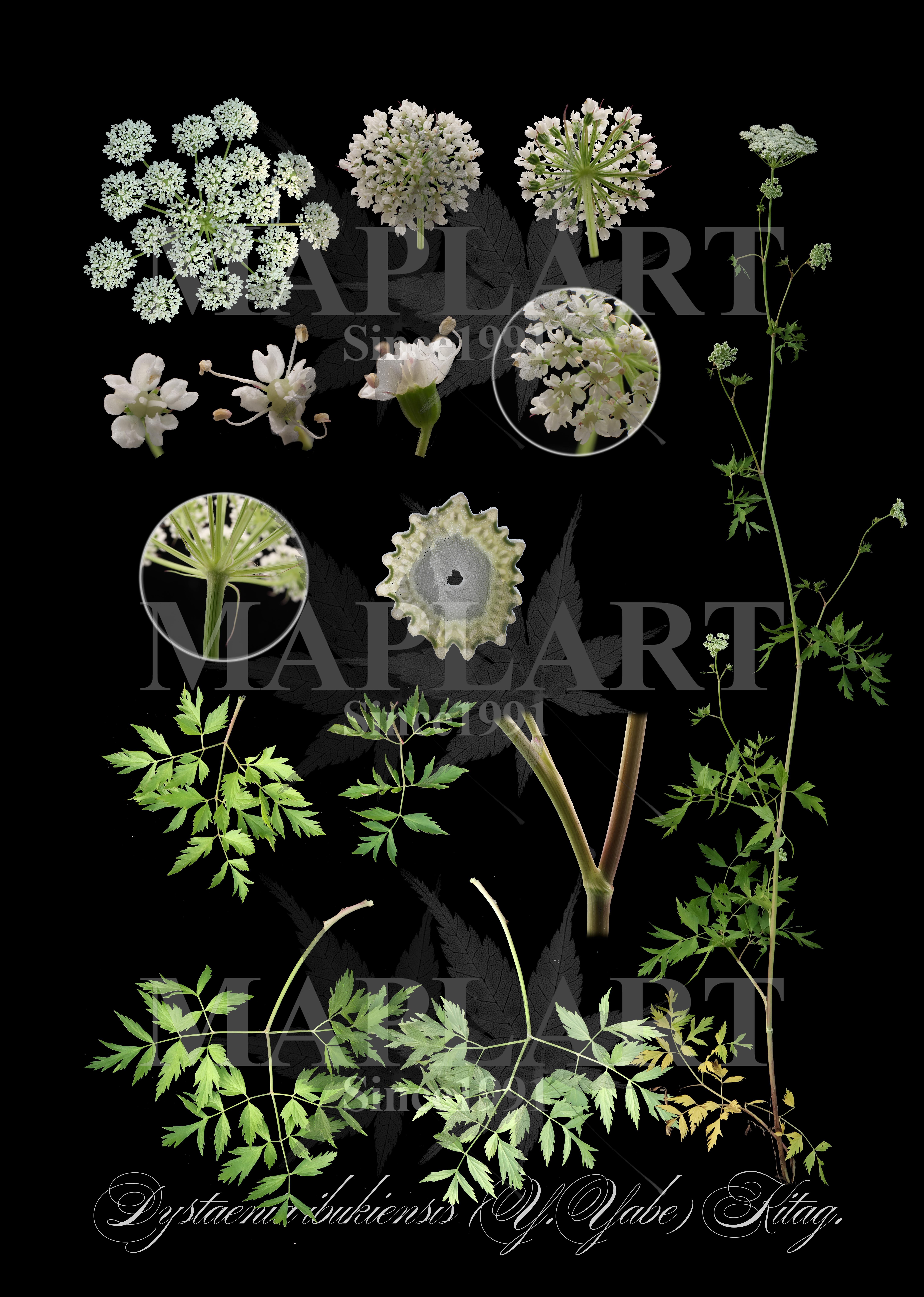 botanical photo