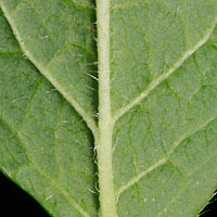 rʁu v