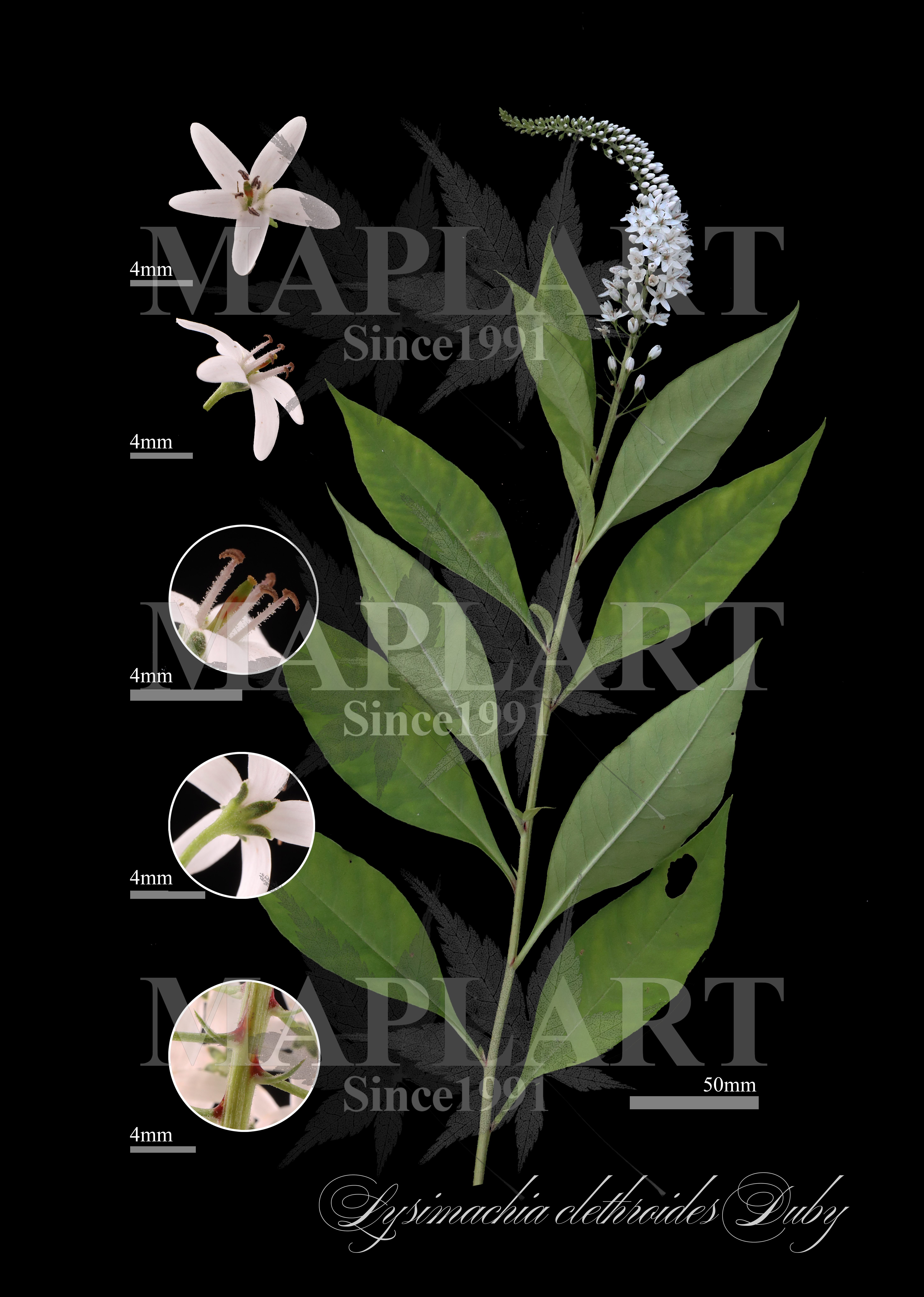 botanical photo