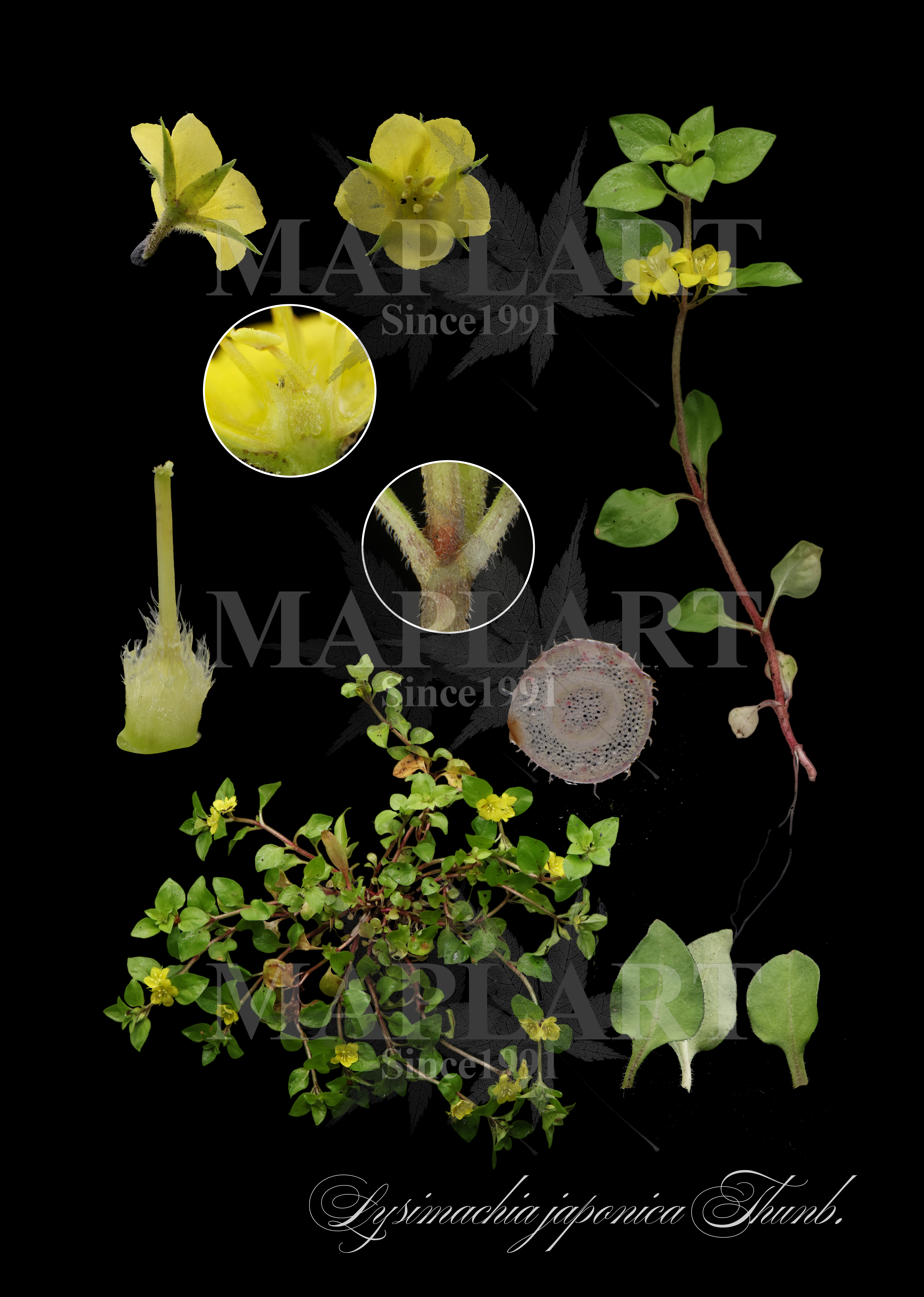 botanical photo