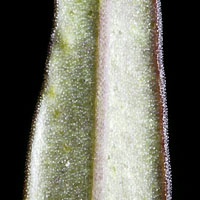 rʁu v
