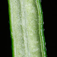 rʁu v