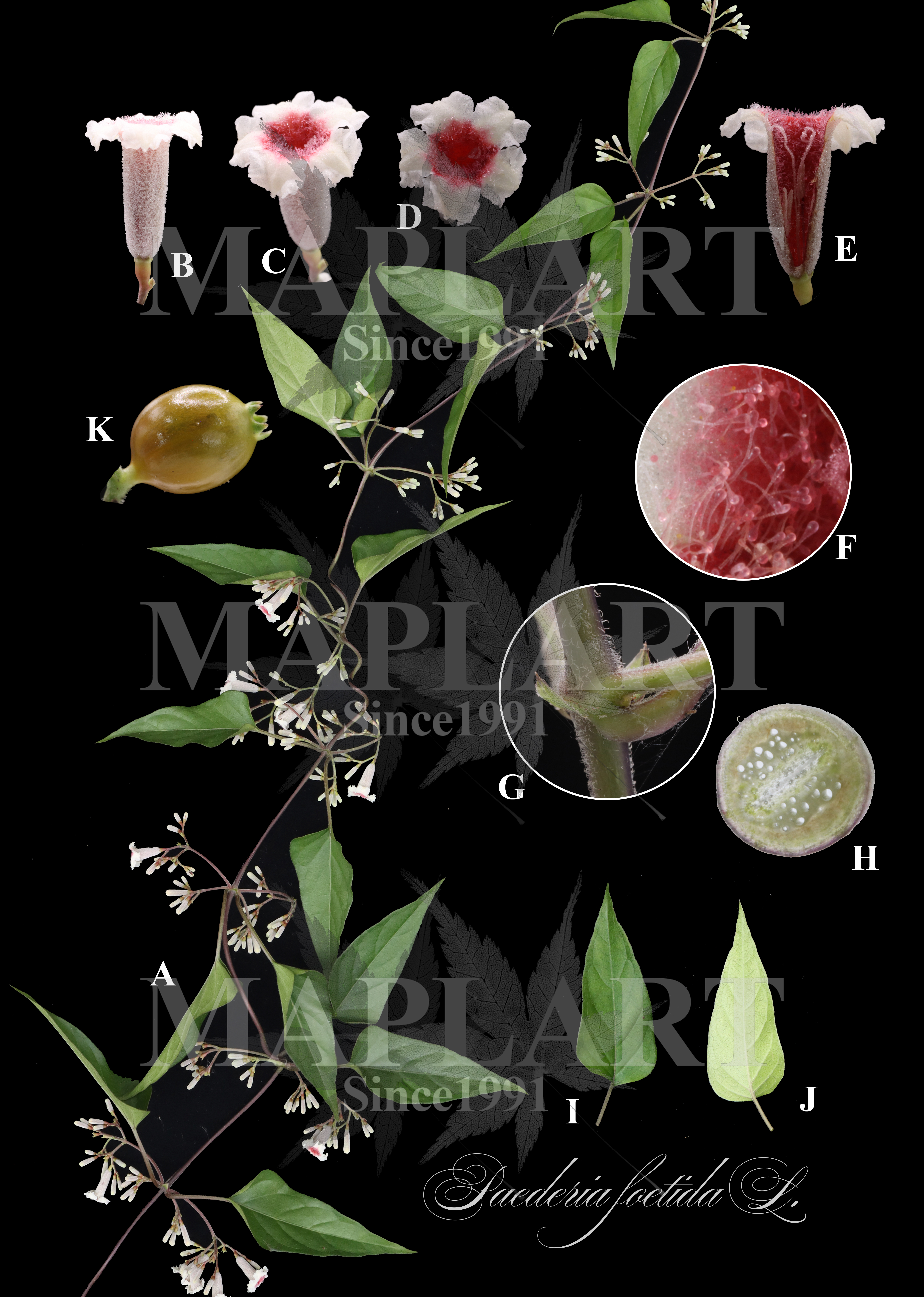 botanical photo