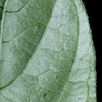 rʁu v