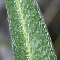 rʁu v