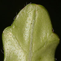 rʁu v