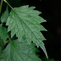 rʁu v