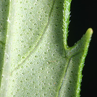 rʁu v