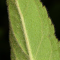 rʁu v