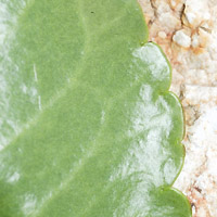 rʁu v