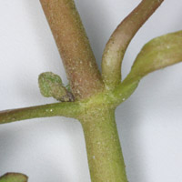rʁu v