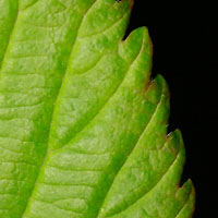 rʁu v