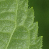 rʁu v