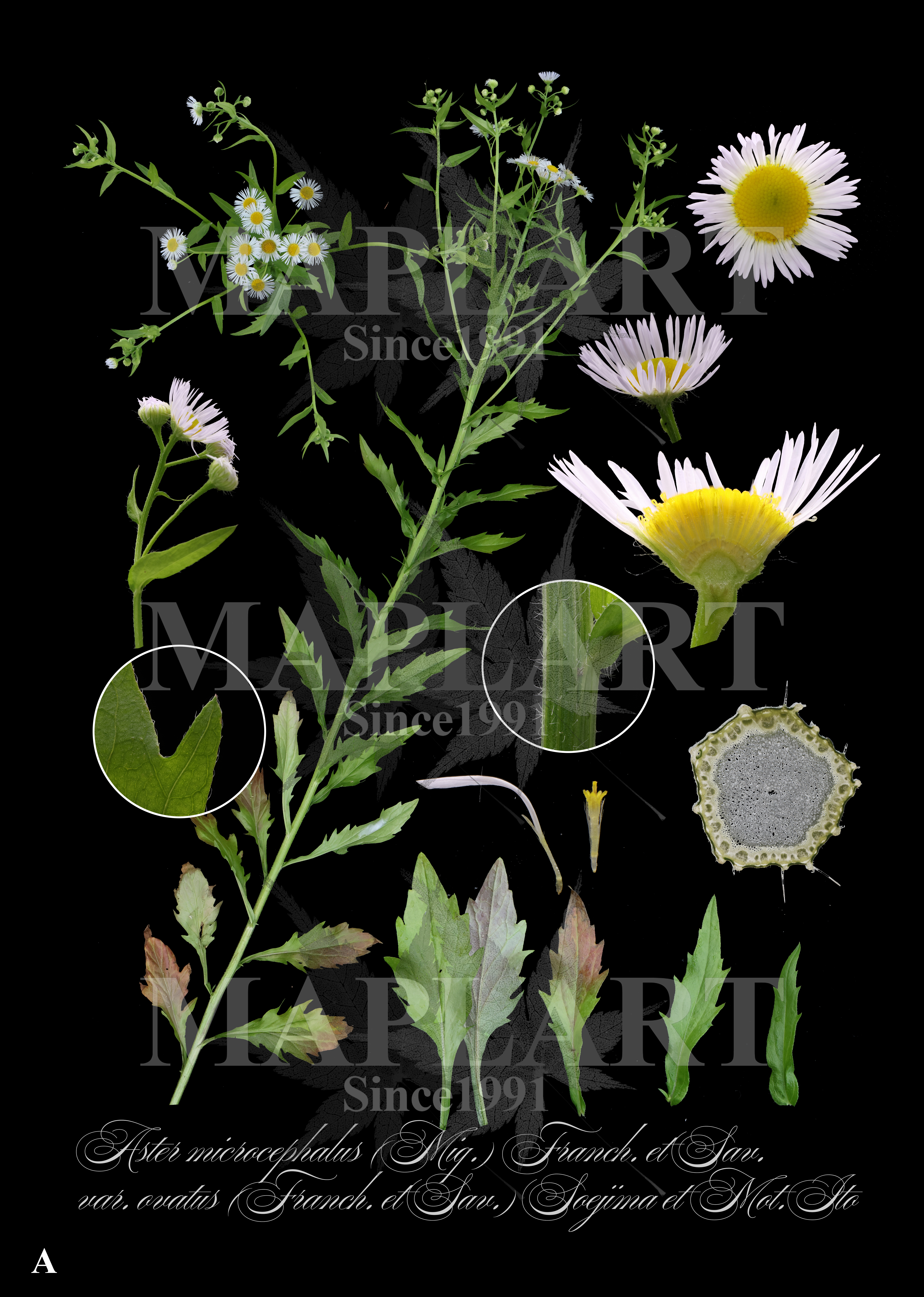 botanical photo