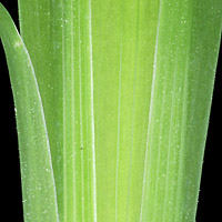 rʁu v