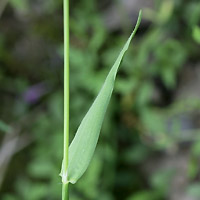 rʁu v