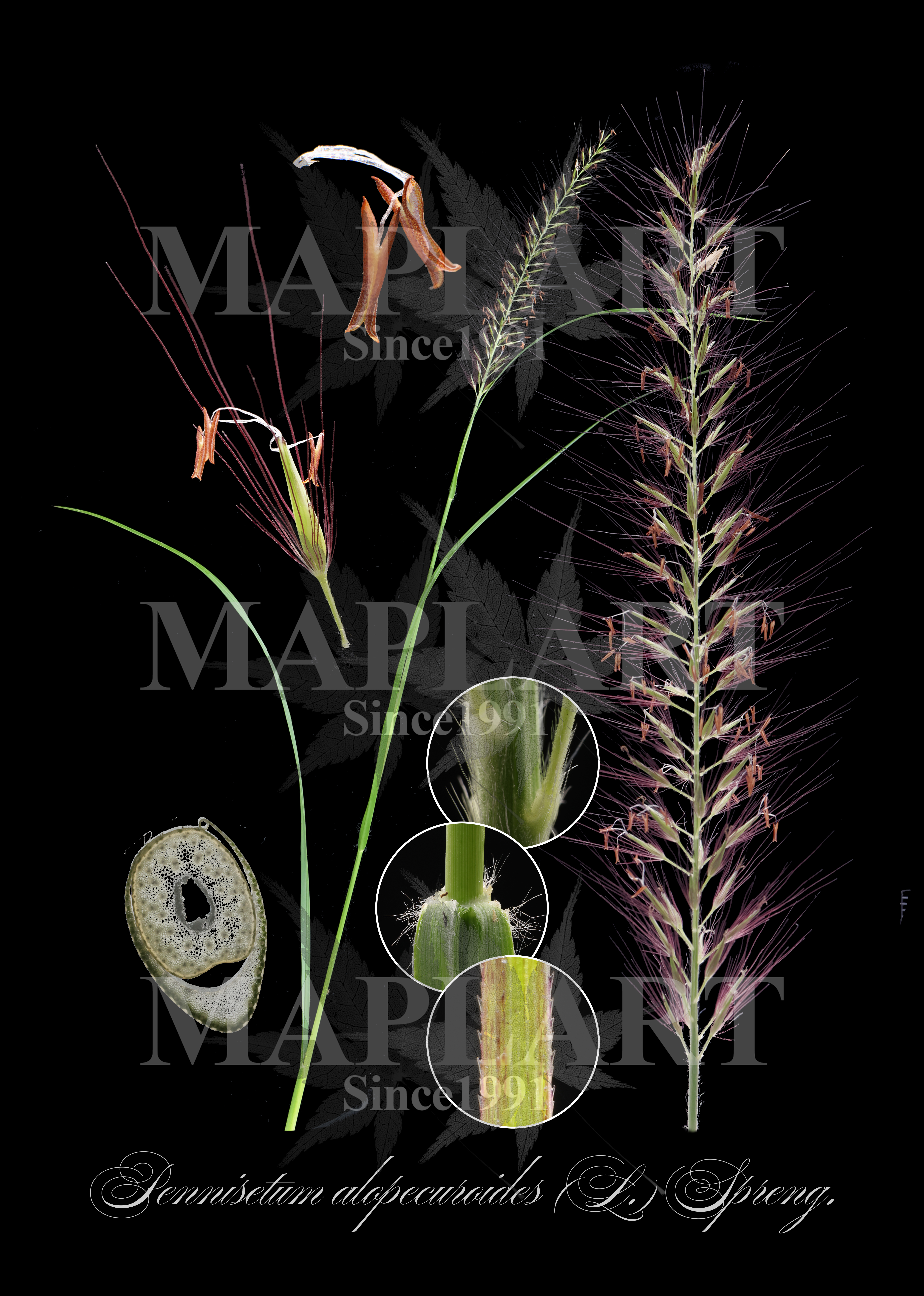 botanical photo