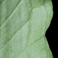 rʁu v