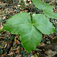 rʁu v