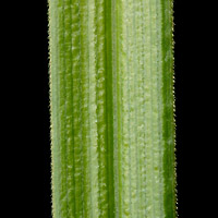 rʁu v