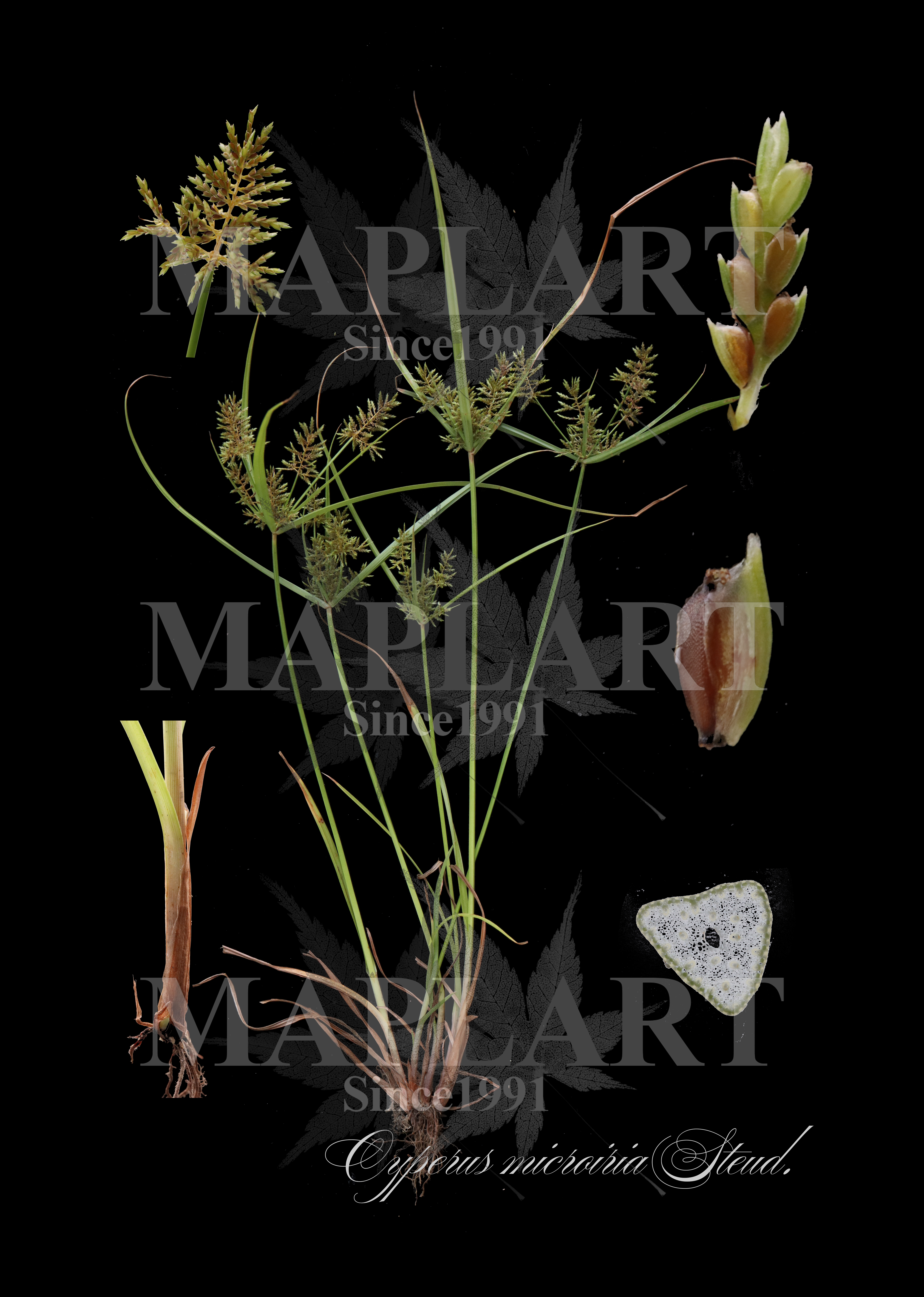 botanical photo