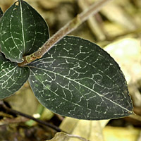 rʁu v