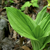 rʁu v