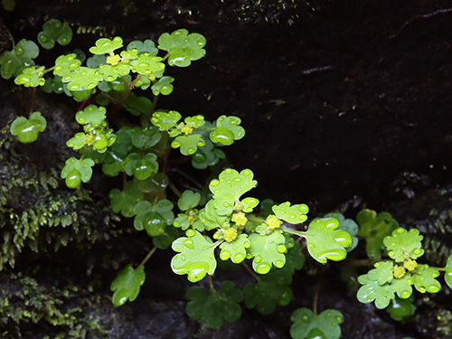 �yCB���{�̃l�R�m���\�E���s�L�O2�z���R�O��ώ@��y�ώ@�E�B�e�z