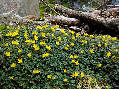 �yCB���{�̃l�R�m���\�E���s�L�O7�z�ʃm�ؓ��l�R�m���ώ@��E�ǉ������y�ώ@�E�B�e�z