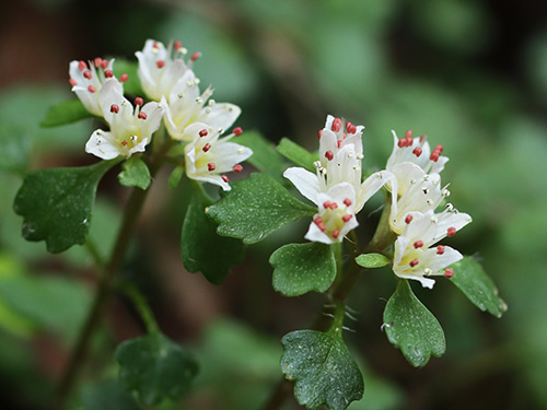 <b><font color = red>�ǉ�����</font></b>�yCB���{�̃l�R�m���\�E���s�L�O10�z�Ԗڎl�\����l�R�m���ώ@��y�ώ@�E�B�e�z