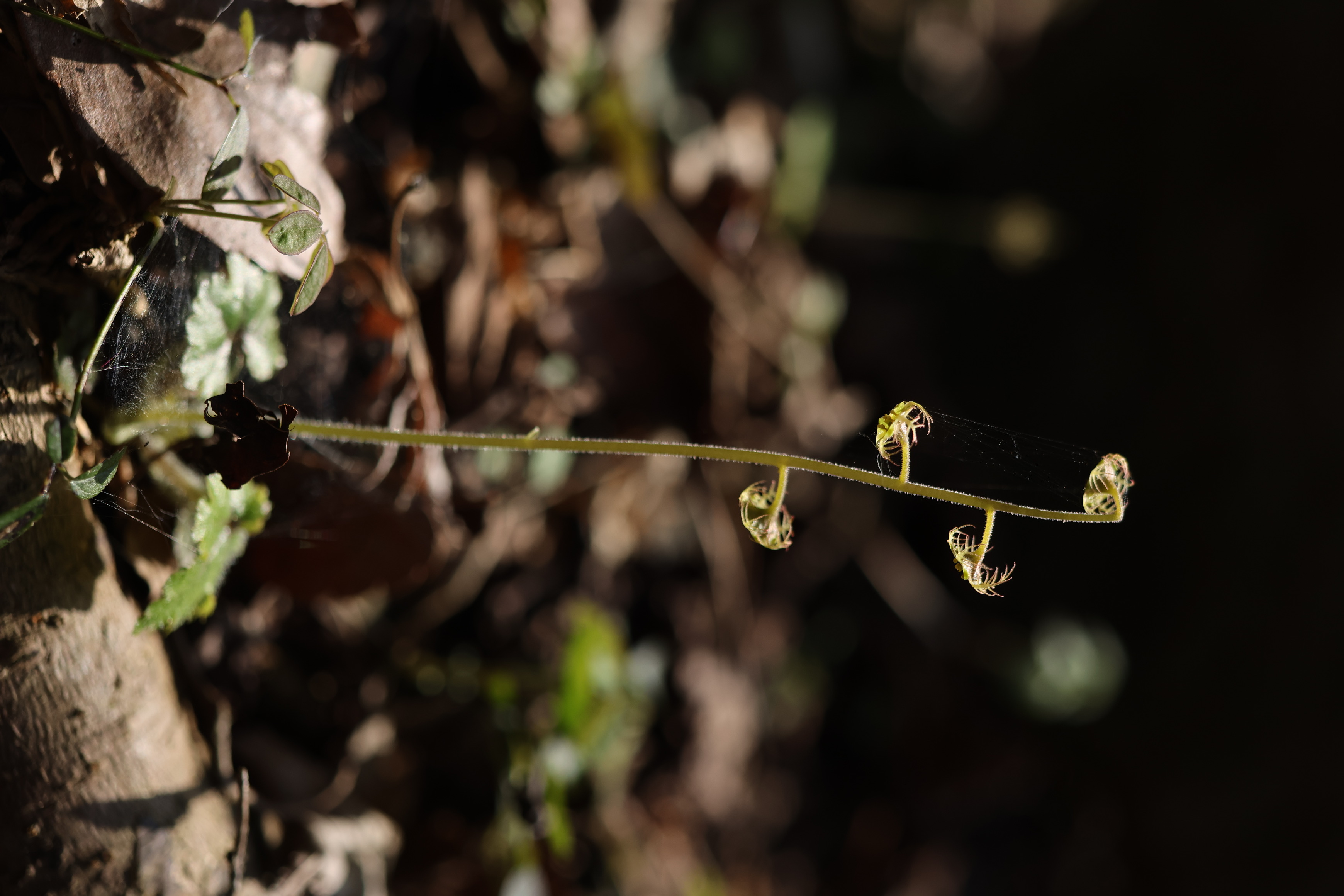 �T���v��